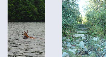 Deer swiming and path